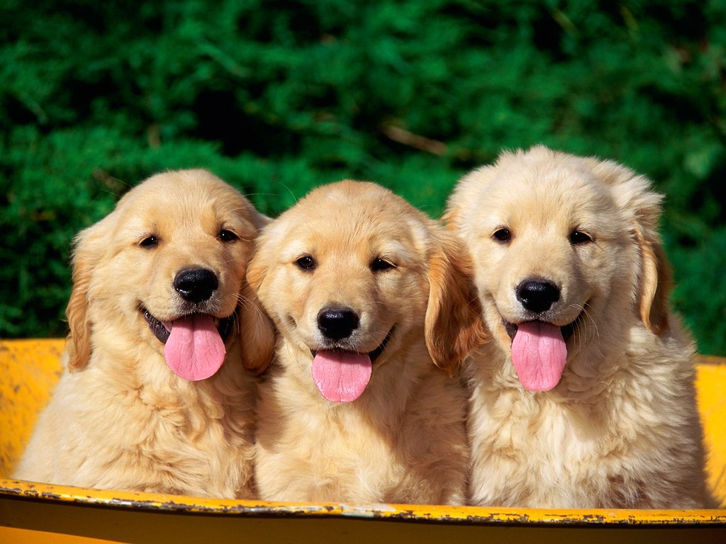 Immal® Dogs