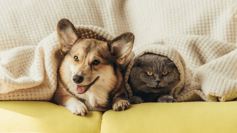 Immal® Pets