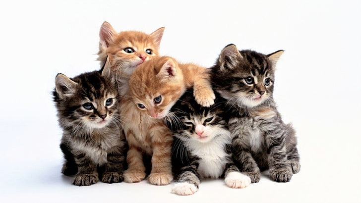 Oimmal® Cats