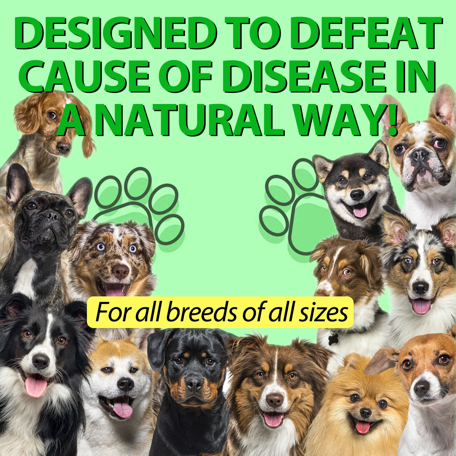 Oimmal® - Natural Antibiotic Drops For Dogs