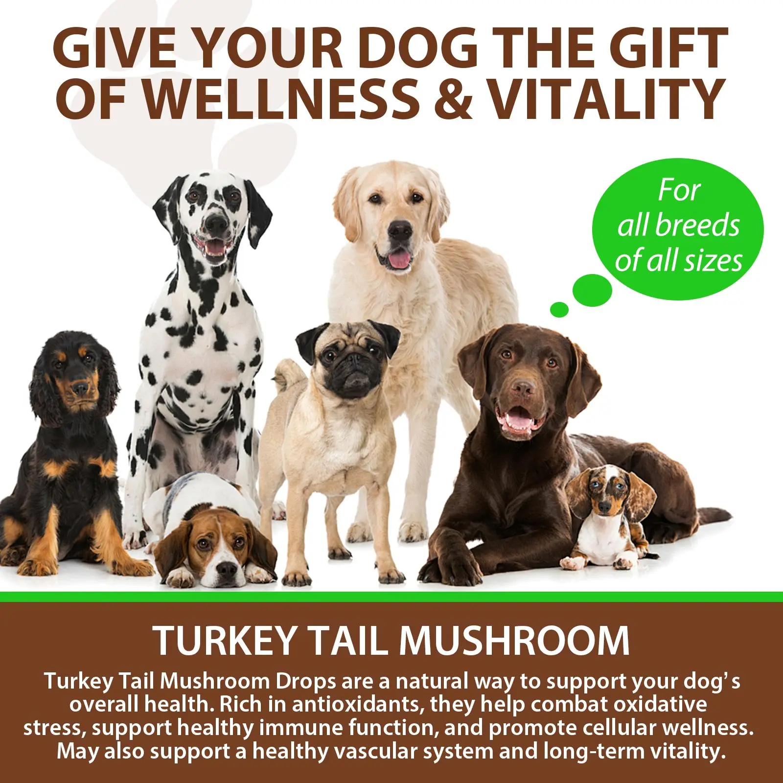 Oimmal® - Turkey Tail Mushrooms Drops For Dogs