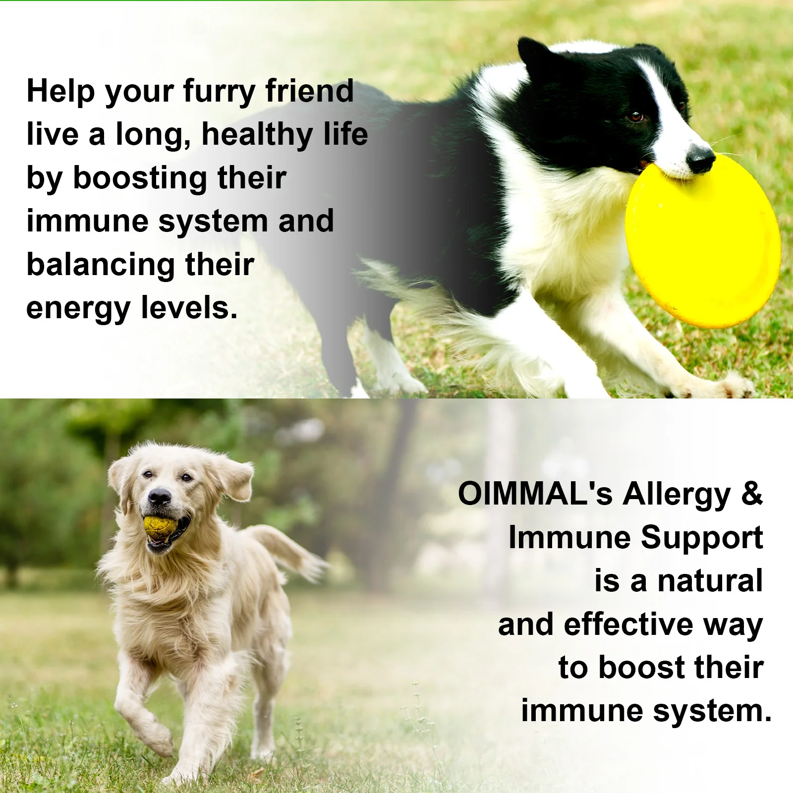 Oimmal® - Allergy & Immune Drops for Dogs