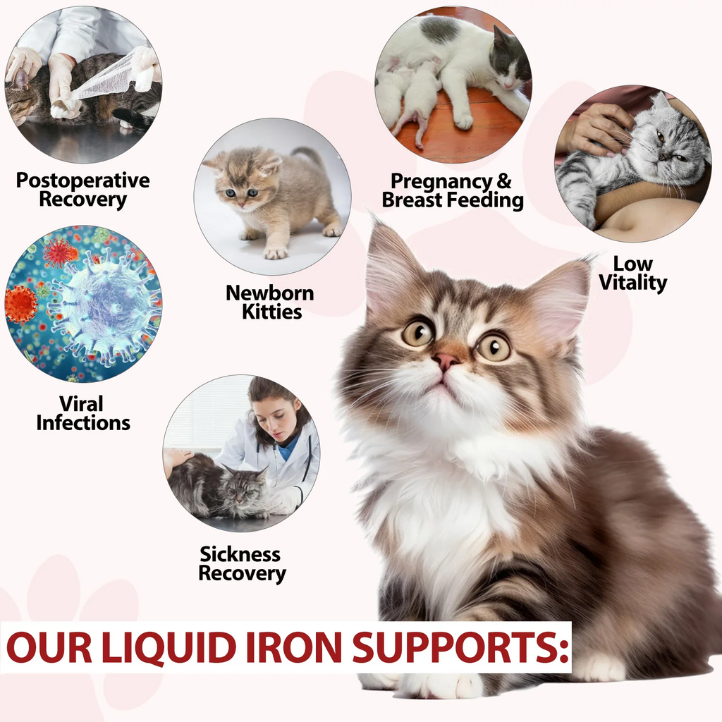 Oimmal® - Liquid Iron Drops for Cats