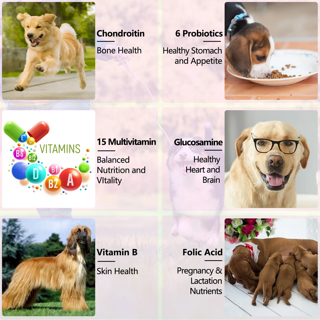 Oimmal® - 15 in 1 Multivitamin Drops for Dogs