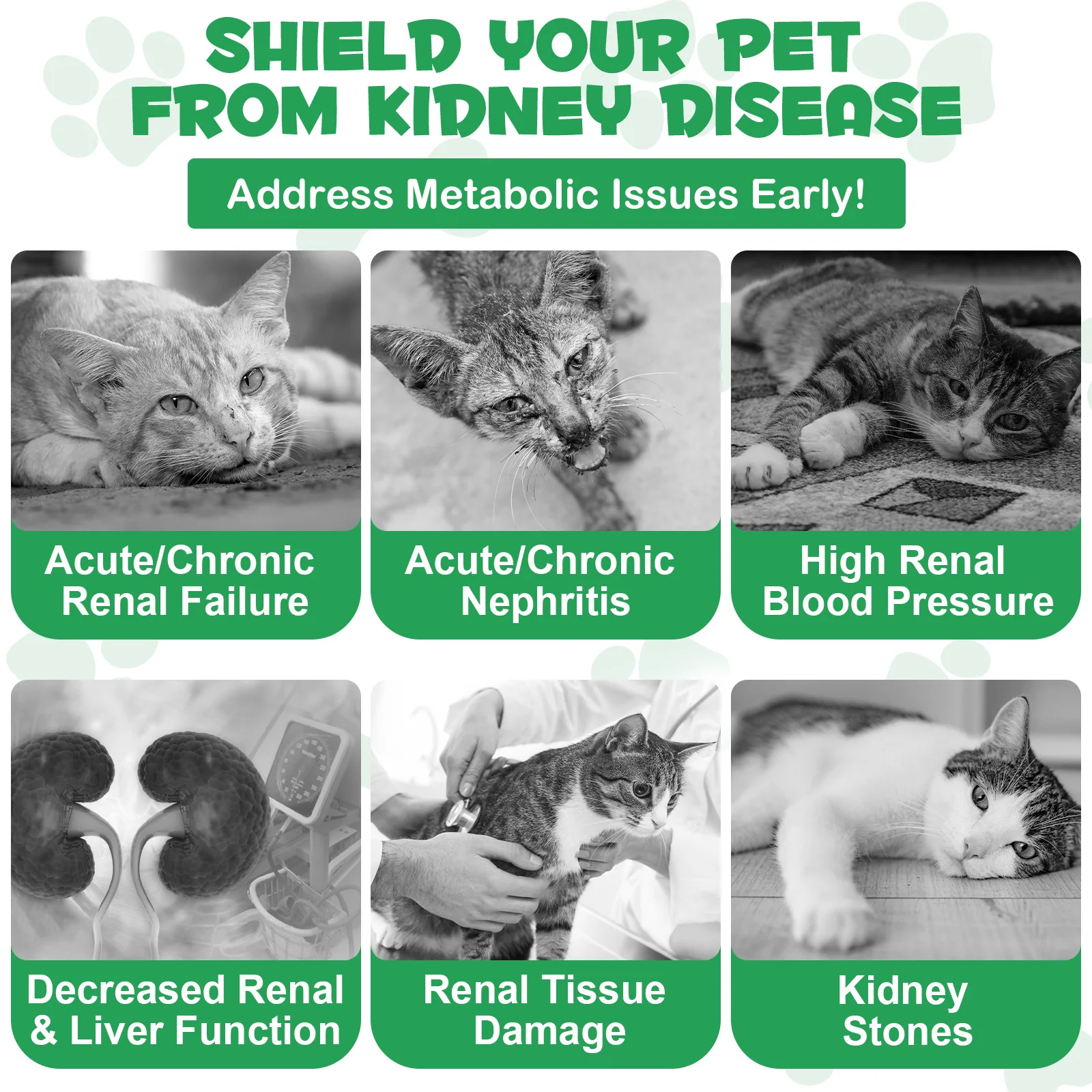 Oimmal® - Kidney Support Drops For Cats